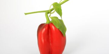 Easy Vegan Recipes for Beginners: A Guide to Delicious Plant-Based Eating