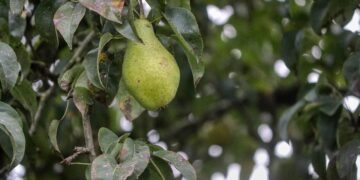 Unlock Deliciousness with This Vegan Weekly Meal Plan