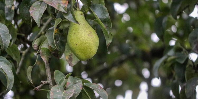 Unlock Deliciousness with This Vegan Weekly Meal Plan