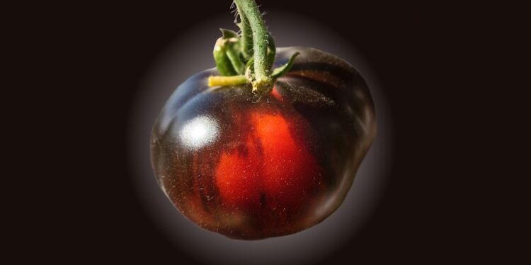 Discover the Best Quick Vegan Snacks for On the Go