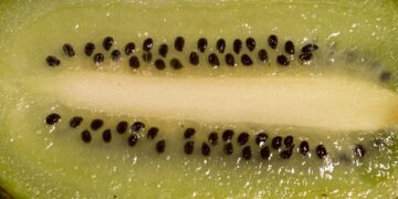 Fresh and Quick: Simple Vegan Lunches for Meal Prep Ideas