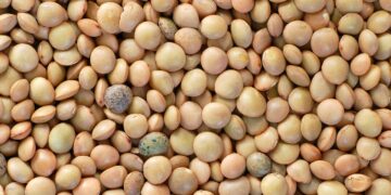 5 Simple Steps to Quick Vegan Meal Prep Success