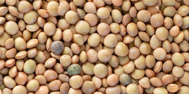 5 Simple Steps to Quick Vegan Meal Prep Success