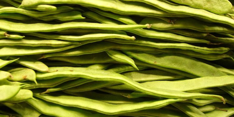 How to Adopt a Vegan Lifestyle: A Beginner's Guide