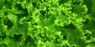 Unlock the Secrets to Easy Vegan Meals with This Essential Grocery List for Meal Planning