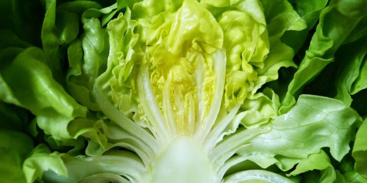 Mastering Weight Loss: Essentials of a Low Calorie Vegan Meal Plan