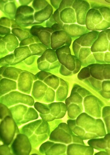 Revitalize Your Body: The Ultimate Vegan Meal Plan for Weight Loss