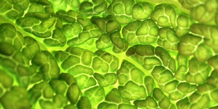 Revitalize Your Body: The Ultimate Vegan Meal Plan for Weight Loss