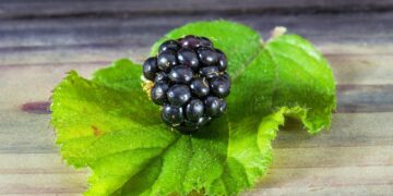 Deliciously Simple: Essential Dishes for Your Beginner Vegan Meal Plan