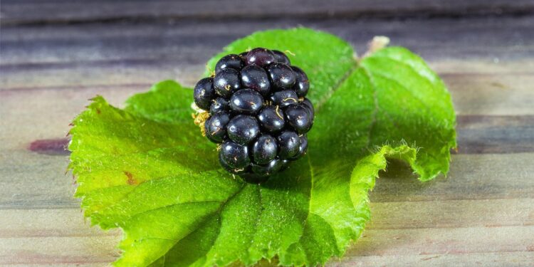 Deliciously Simple: Essential Dishes for Your Beginner Vegan Meal Plan