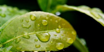 Unlocking Energy and Health: Embracing the Vegan Lifestyle and Wellness Journey