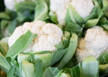 Top 10 Plant-Based Protein Sources for Vegan Athletes