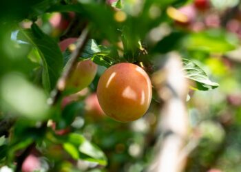 10 Simple Vegan Recipes for Beginners That You'll Love