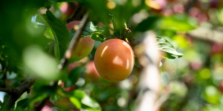 10 Simple Vegan Recipes for Beginners That You'll Love