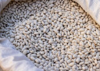 Unlocking Vibrant Health: Top Vegan Nutrition Tips for Daily Health